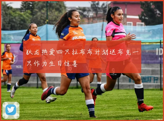 狄龙热爱四只拉布布计划送布克一只作为生日惊喜